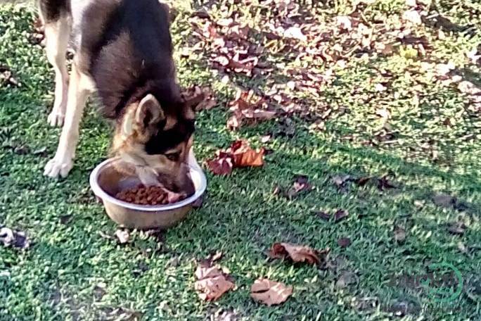 1 German Sheppard male, German Shepherd