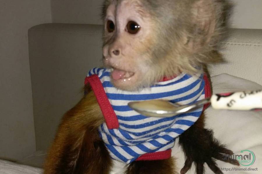 Cute Little Female Capuchin, Other Animals