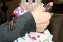  Amazing Baby Capuchin Monkey , Other Animals