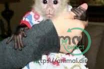 Amazing Baby Capuchin Monkey , Other Animals