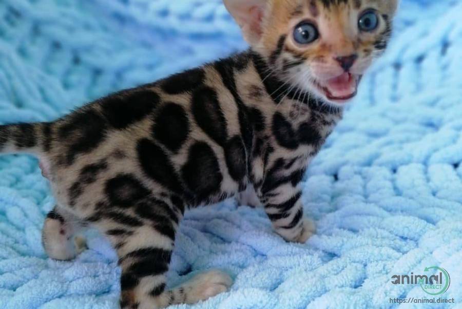 Kid loving bengal babies, Mixed Breed