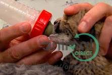 Cheetah babies for sale, Other Animals