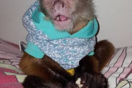 Capuchin monkeys 690$, Other Animals