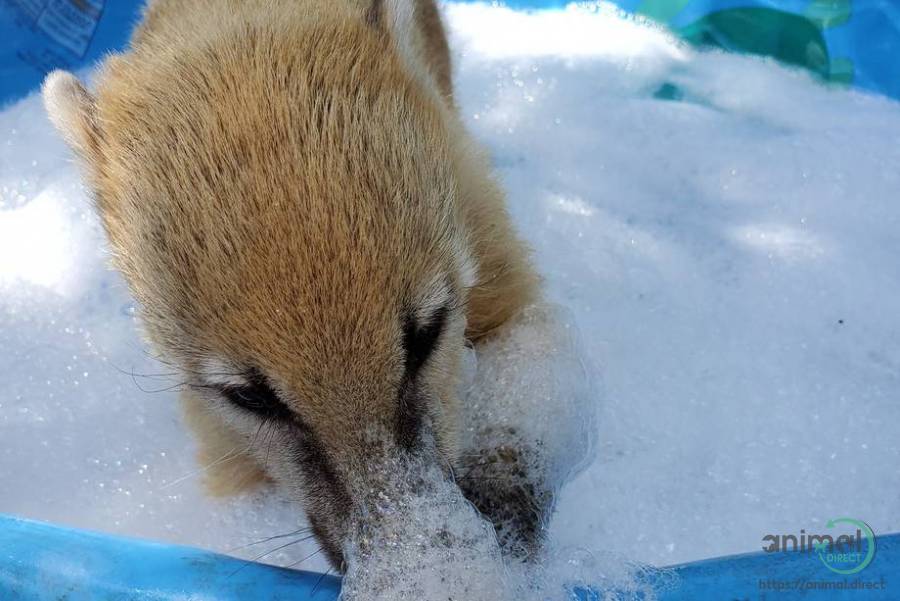 lovely coati, Coati
