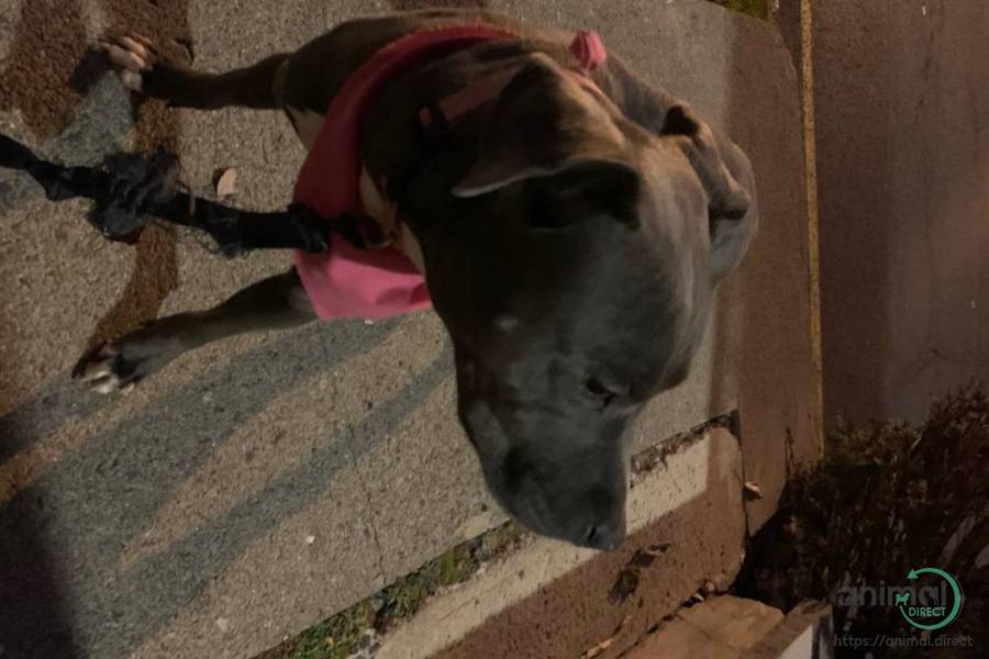 Looking for a new home, Mixed Breed