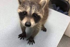 Little Raccoons for sale, Raccoon