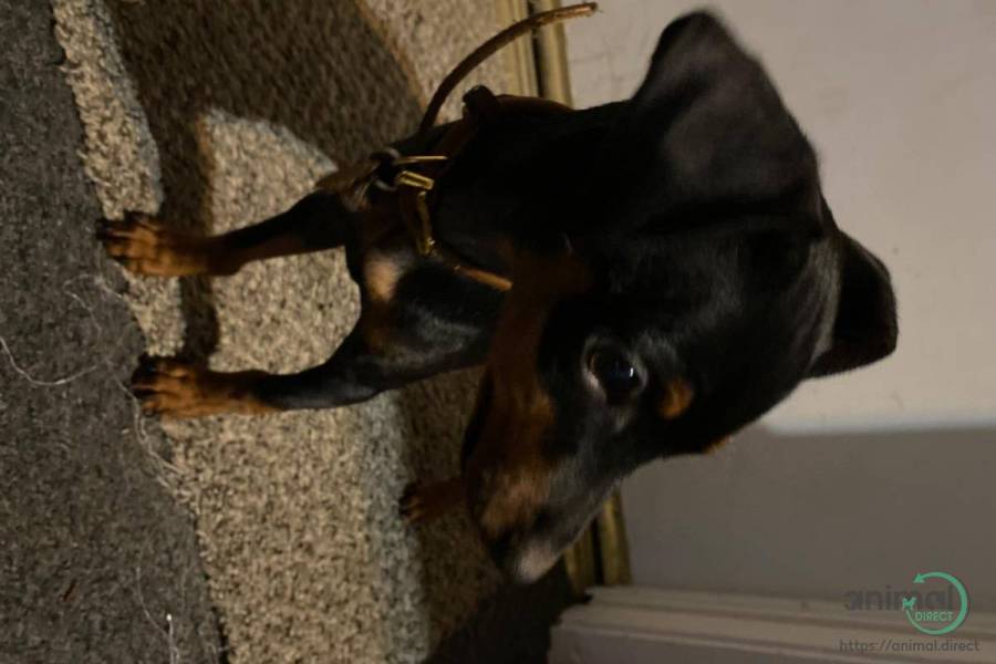 Adorable puppy, Miniature Pinscher