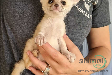 Fennec Fox Captive , Fennec Fox