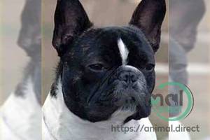 ADORABLE FRENCHIES, French Bulldog