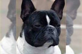 ADORABLE FRENCHIES, French Bulldog