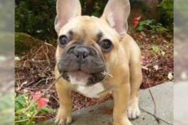ADORABLE FRENCHIES, French Bulldog