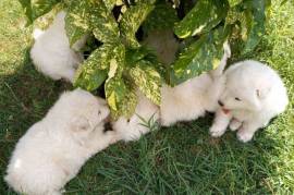Playful Samoyed Puppies, Samoyed