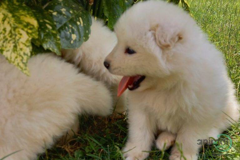 Playful Samoyed Puppies, Samoyed