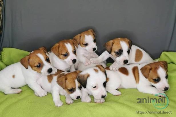 Adorable Jack Russell puppies, Russell Terrier