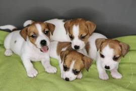 Adorable Jack Russell puppies, Russell Terrier