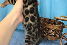 kid loving bengal babies, Bengal
