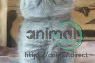British Shorthair Kittens , British Shorthair