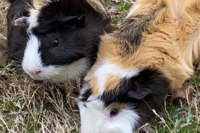 Bonded Pair of Guinea Pigs, Guinea Pig
