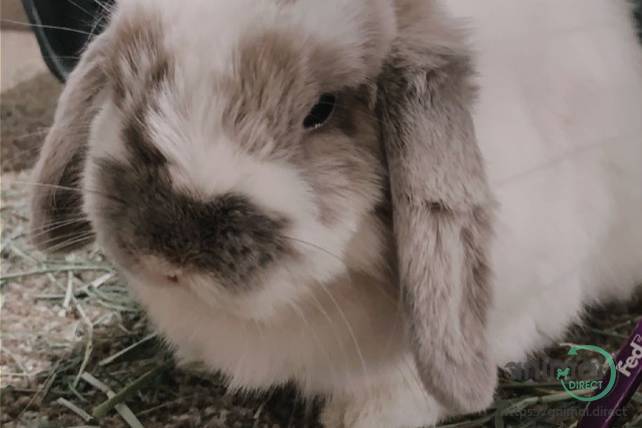 Rehoming Bunny, Rabbit