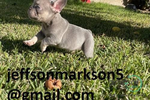 Dino-mite French Bulldog ., French Bulldog