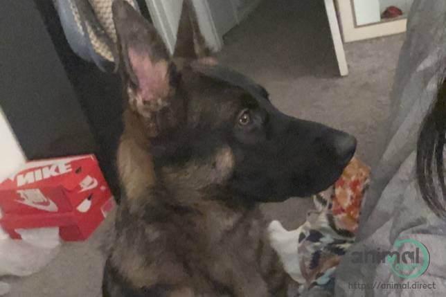 8 month German Shepherd!!, German Shepherd