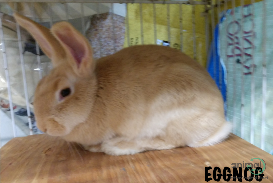 Beautiful Baby TAMUK Rabbits, Rabbit