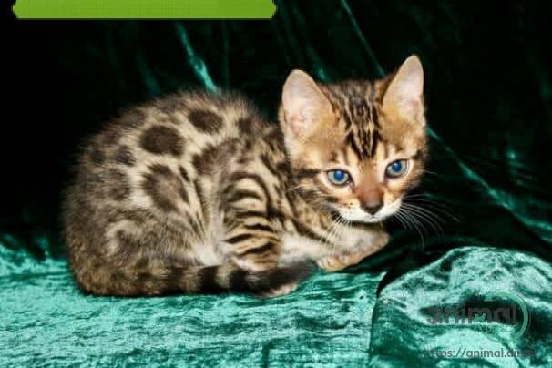 bengal kittens available, Bengal