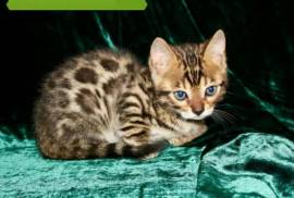 bengal kittens available, Bengal