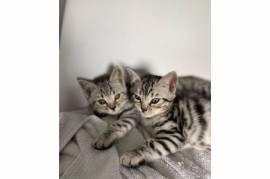 bengal kittens available, Bengal