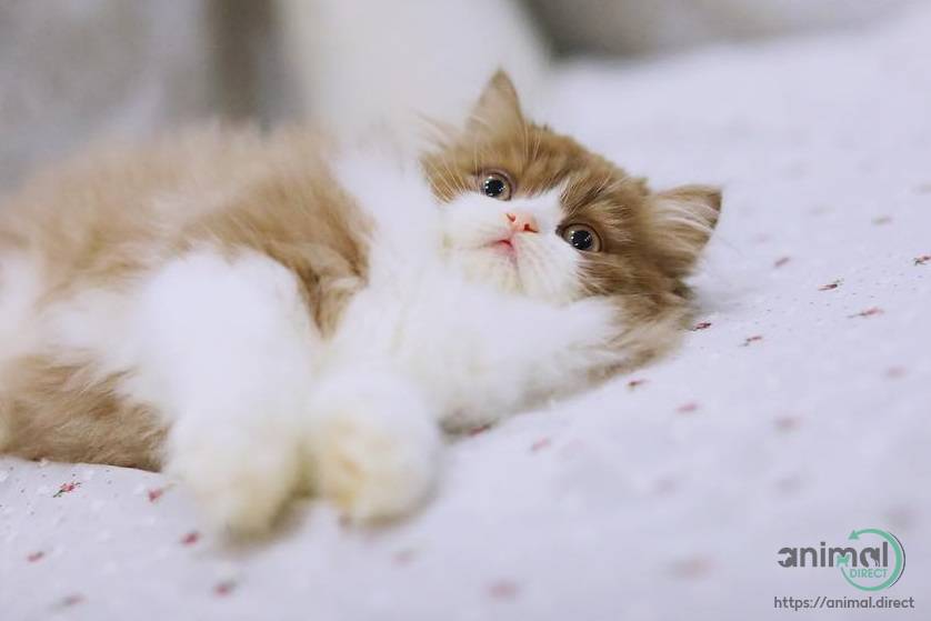 Cute Ragdoll kittens, Ragdoll