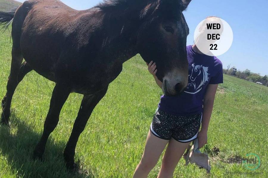 Mule, Other Animals