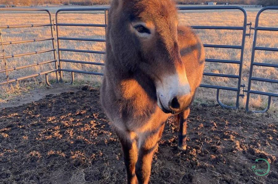 RIDING MULE , Other Animals