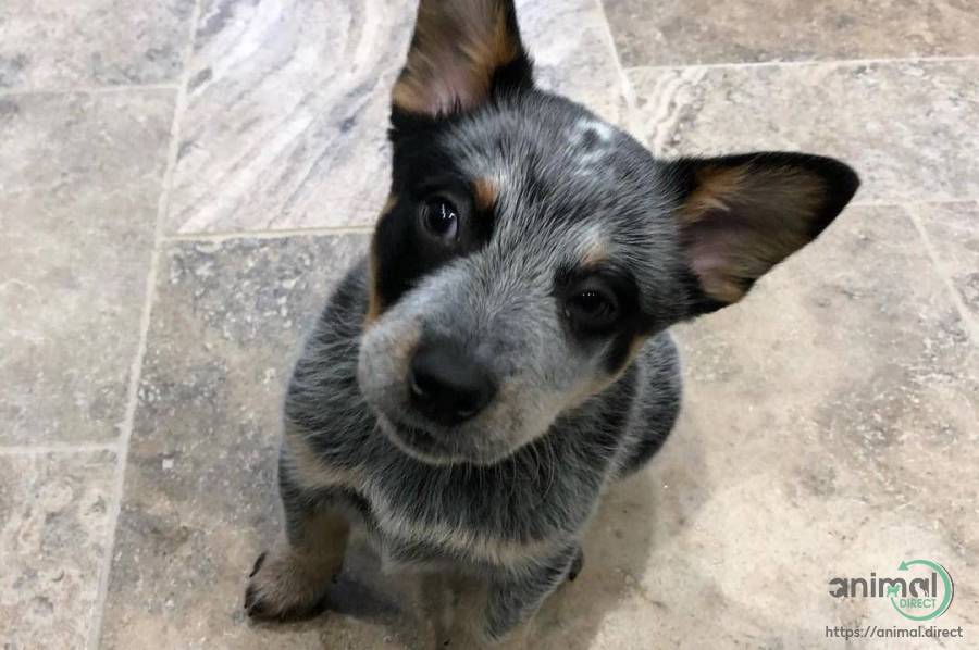 Heeler, Australian Cattle