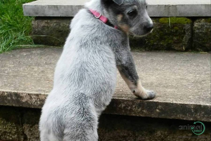 HEELER, Australian Stumpy Tail Cattle