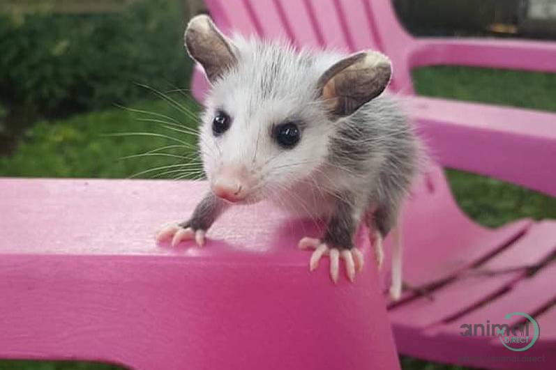Little Opossum for sale here , Opossum
