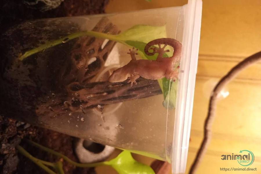 Mourning Gecko Hatchlings, Lizard