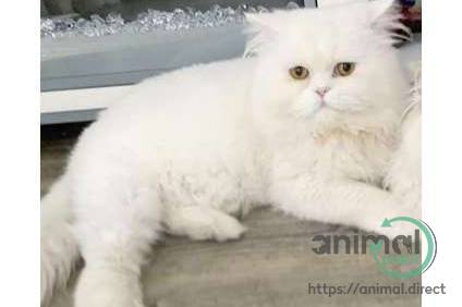pure white persian boy, Persian