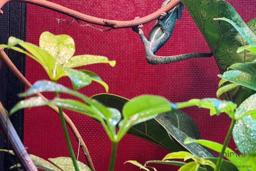Chameleon needs new home ASAP, Lizard