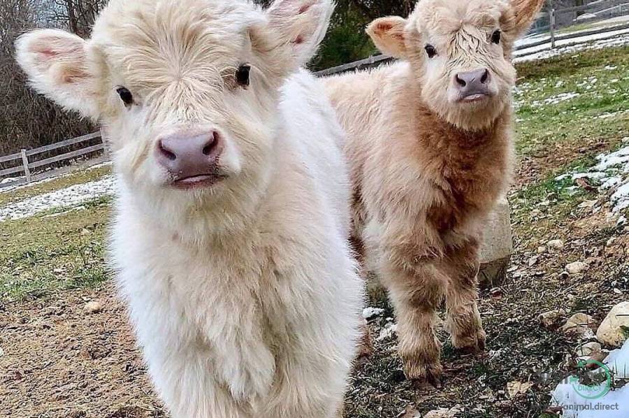 Miniature cows available .☎.., Other Animals