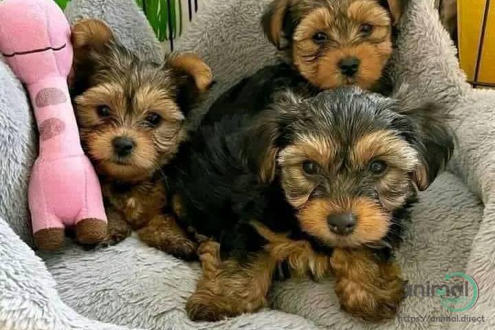 Yorkies, Mixed Breed