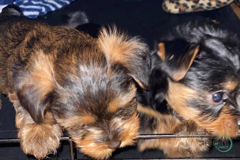 Yorkies, Mixed Breed