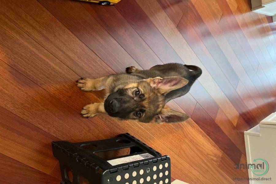 Beautiful 9 week old German Sh, German Shepherd