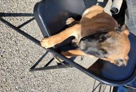 Puppies for sale, Belgian Malinois