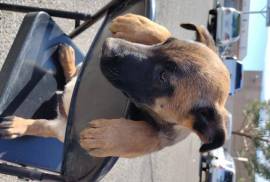 Puppies for sale, Belgian Malinois
