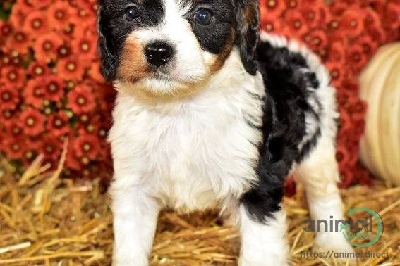 Adorable Cavapoo Puppies ready, Cavalier King Charles Spaniel