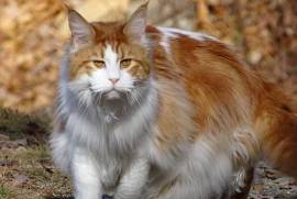 Maine Coon female, Maine Coon