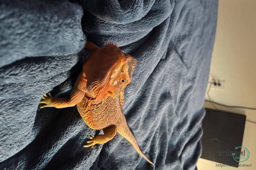 Bearded Dragon and Accessorie , Other Reptiles