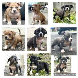 For Sale American Bully Pups , American Staffordshire Terrier