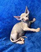 purebred Sphynx kittens, Sphynx