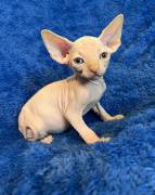 purebred Sphynx kittens, Sphynx